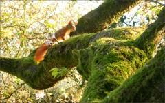 Bemooster Baum Bemooster Baum