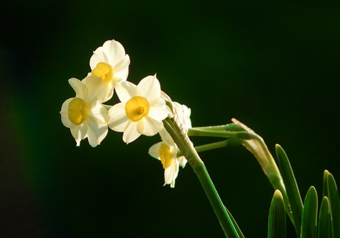 Narzissen