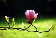 Magnolienblüte Magnolienblüte