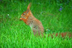 Eichhörnchen Eichhörnchen