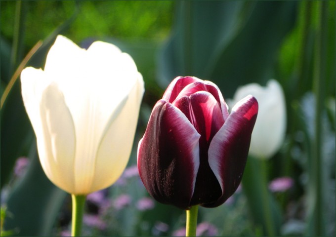 Tulpen