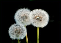 Löwenzahn Löwenzahn