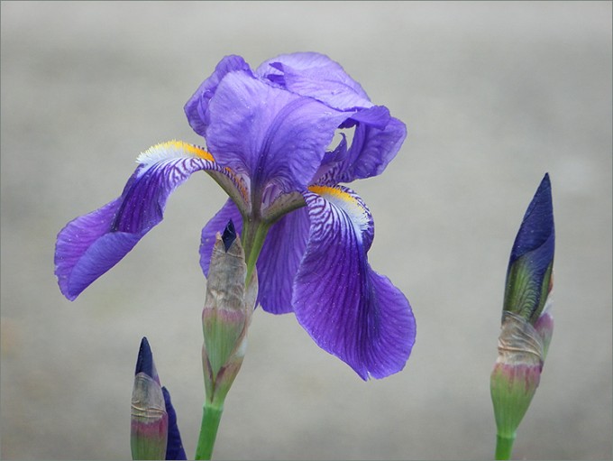 Iris