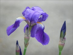 Iris Iris