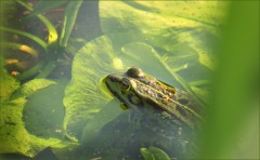 Wasserfrosch Wasserfrosch