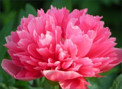 Pfingstrose Pfingstrose