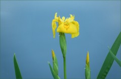 Wasserschwertlilie Wasserschwertlilie