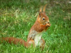 Eichhörnchen Eichhörnchen