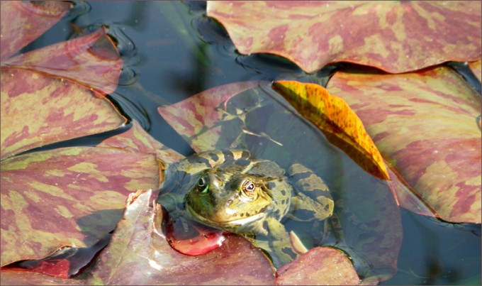 Wasserfrosch