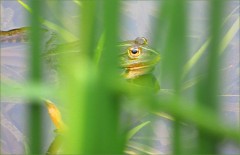 Wasserfrosch Wasserfrosch