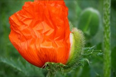 Mohn Mohn