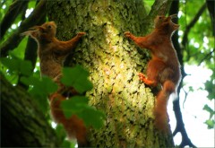 Zwei junge Eichhörnchen