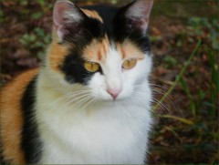 Eichhörnchenjägerin