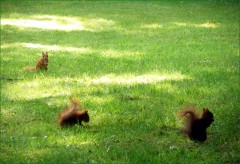 Drei Eichhörnchen