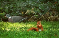 Junges Eichhörnchen