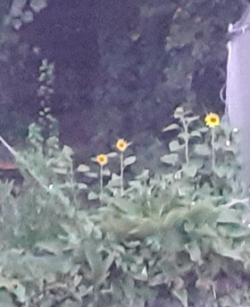 Sonnenblumen