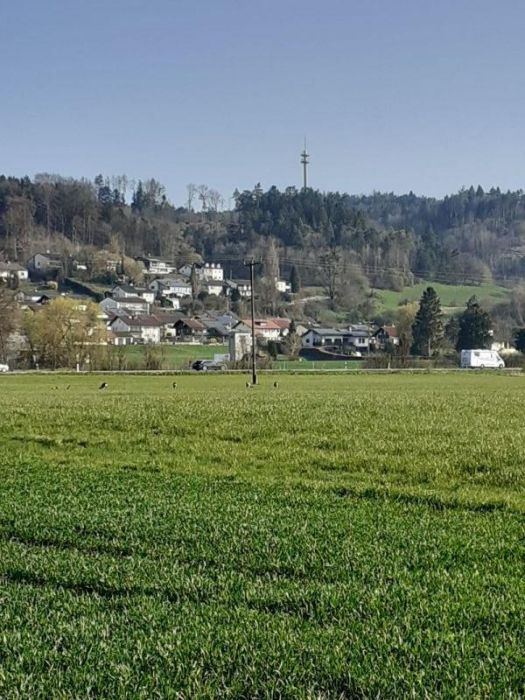 Grasende und ruhende rehe