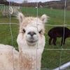 Alpaka