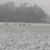 Rehe im winter