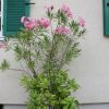Oleander