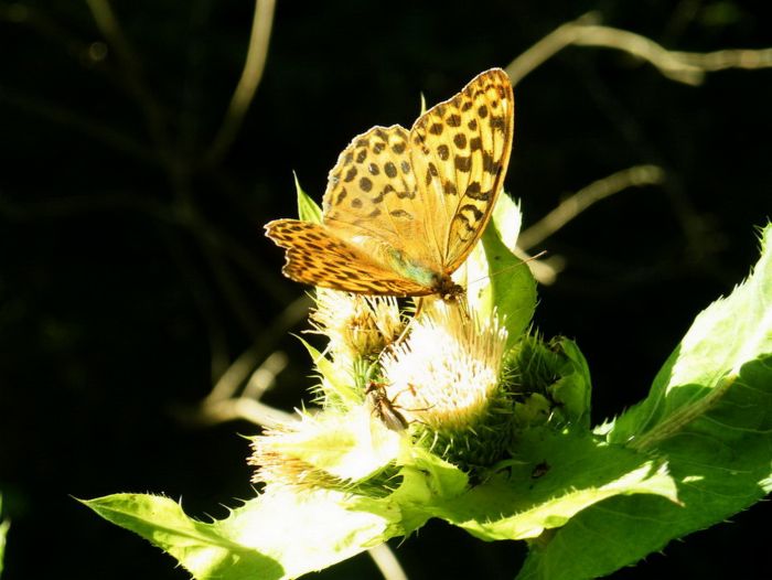 Schmetterling auf Distel