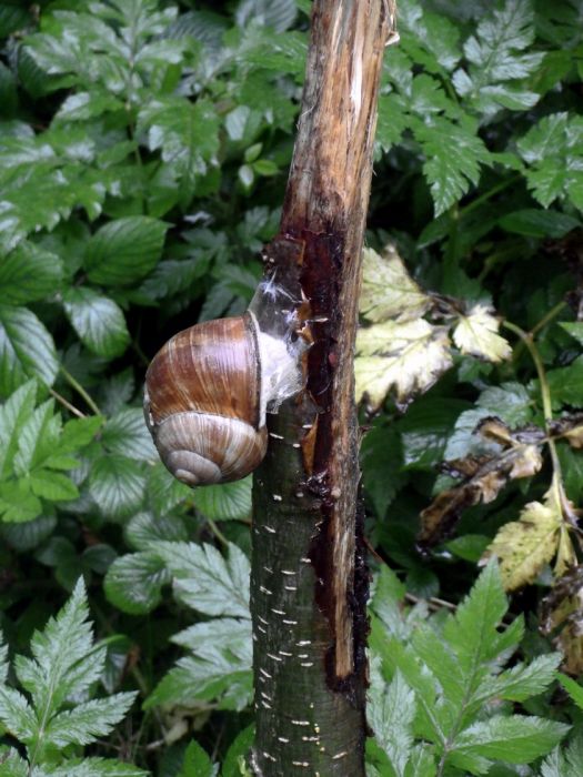 Weinbergschnecke