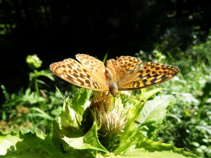 Schmetterling auf Distel