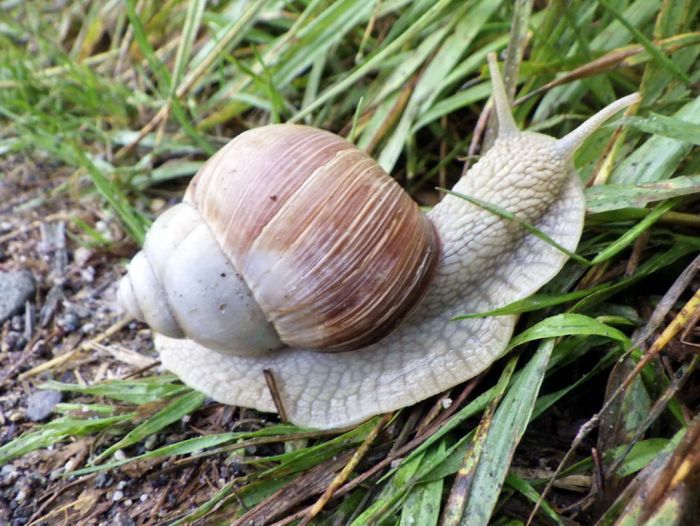 Weinbergschnecke