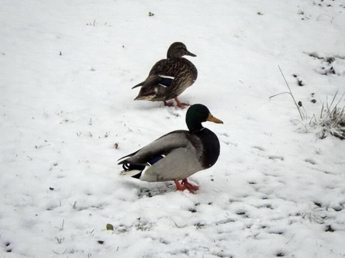 Entenpaar im Schnee
