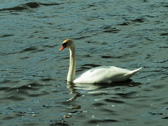 Schwan