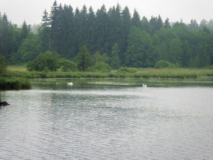 Weiher mit Schwänen