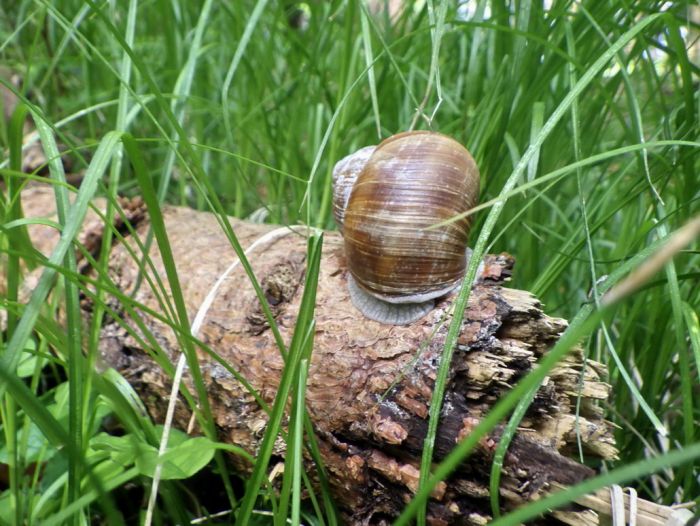 Weinbergschnecke
