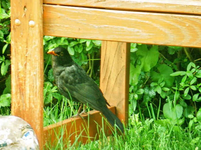 Amsel