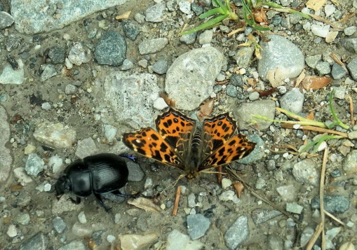 Schmetterling und Käfer