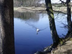 Weiher mit Schwan Weiher mit Schwan