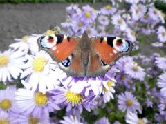 Schmetterling Schmetterling