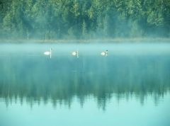 Schwäne im Nebel Schwäne im Nebel