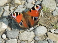 Schmetterling Schmetterling