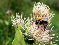Hummel auf Distel Hummel auf Distel