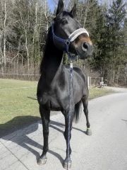 Galileo, meine Zucht Galileo, meine Zucht