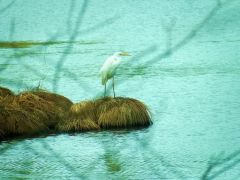 Fischreiher Fischreiher