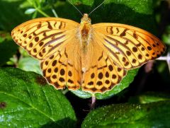 Schmetterling Schmetterling