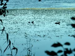 Teichhühner Teichhühner