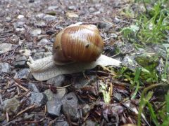 Weinbergschnecke Weinbergschnecke