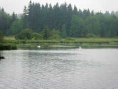Weiher mit Schwänen Weiher mit Schwänen