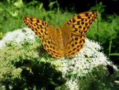 Schmetterling Schmetterling