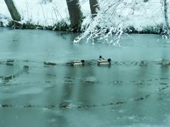 Ententeich Ententeich