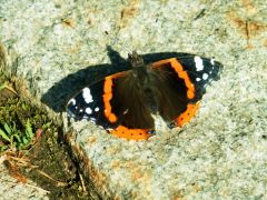 Schmetterling Schmetterling