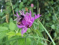 Hummel auf Kornblume Hummel auf Kornblume