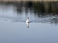 Schwan im Wasser Schwan im Wasser
